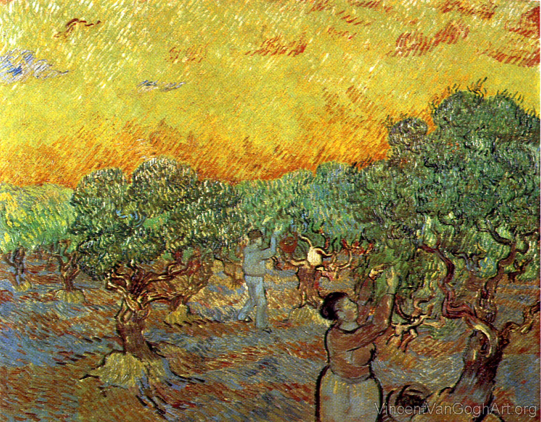 Olive Orchard with a Man and a Woman Picking Olives